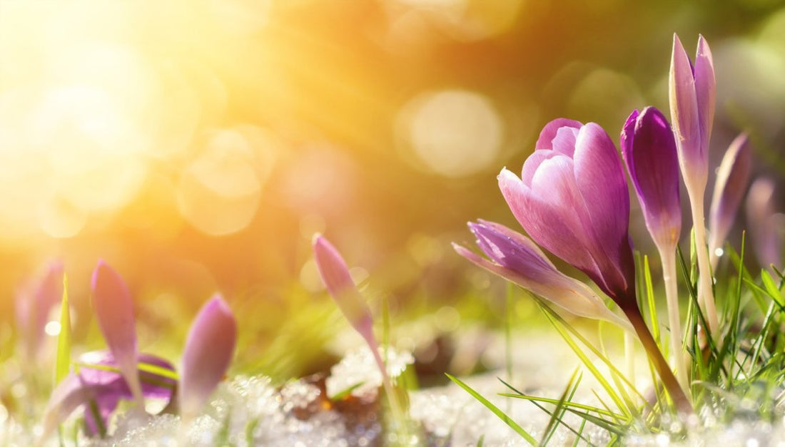 Spring Wellness