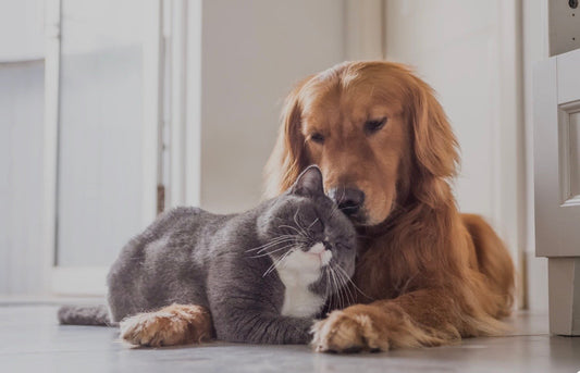 The Pet Parents' Guide to CBD: Calm, Comfort, & Wellness in a Bottle (or Bag)