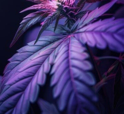 Intoxicating Hemp Products